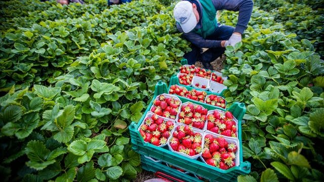 Mit Hilfe einer interaktiven Karte können sich Menschen in Europa künftig darüber informieren, welches Obst und Gemüse in ihrem Land gerade Saison hat.