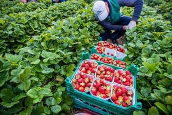 Mit Hilfe einer interaktiven Karte können sich Menschen in Europa künftig darüber informieren, welches Obst und Gemüse in ihrem Land gerade Saison hat.