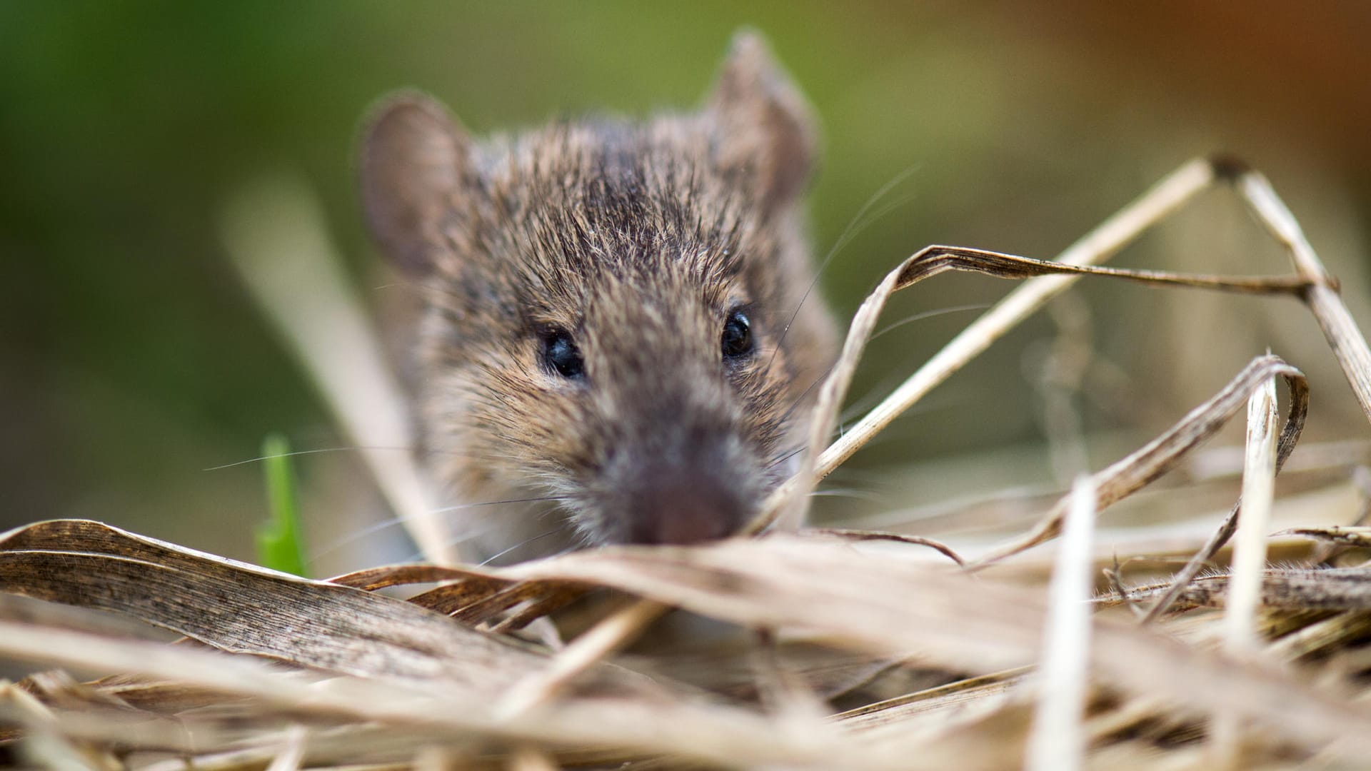 Tulavirus: Die Tulaviren werden über Nagetiere wie Ratten und Mäuse übertragen.