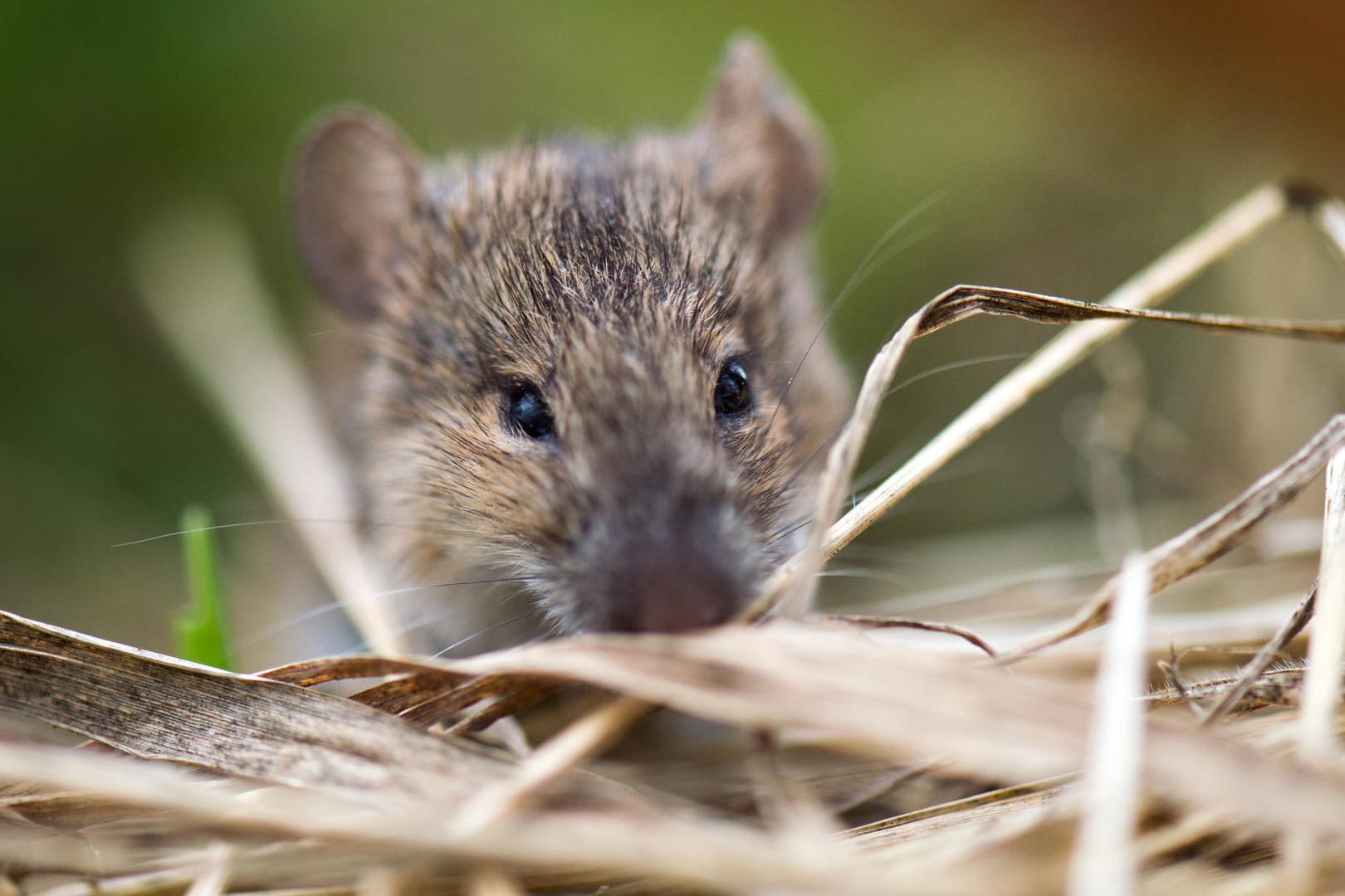 Tulavirus: Die Tulaviren werden über Nagetiere wie Ratten und Mäuse übertragen.