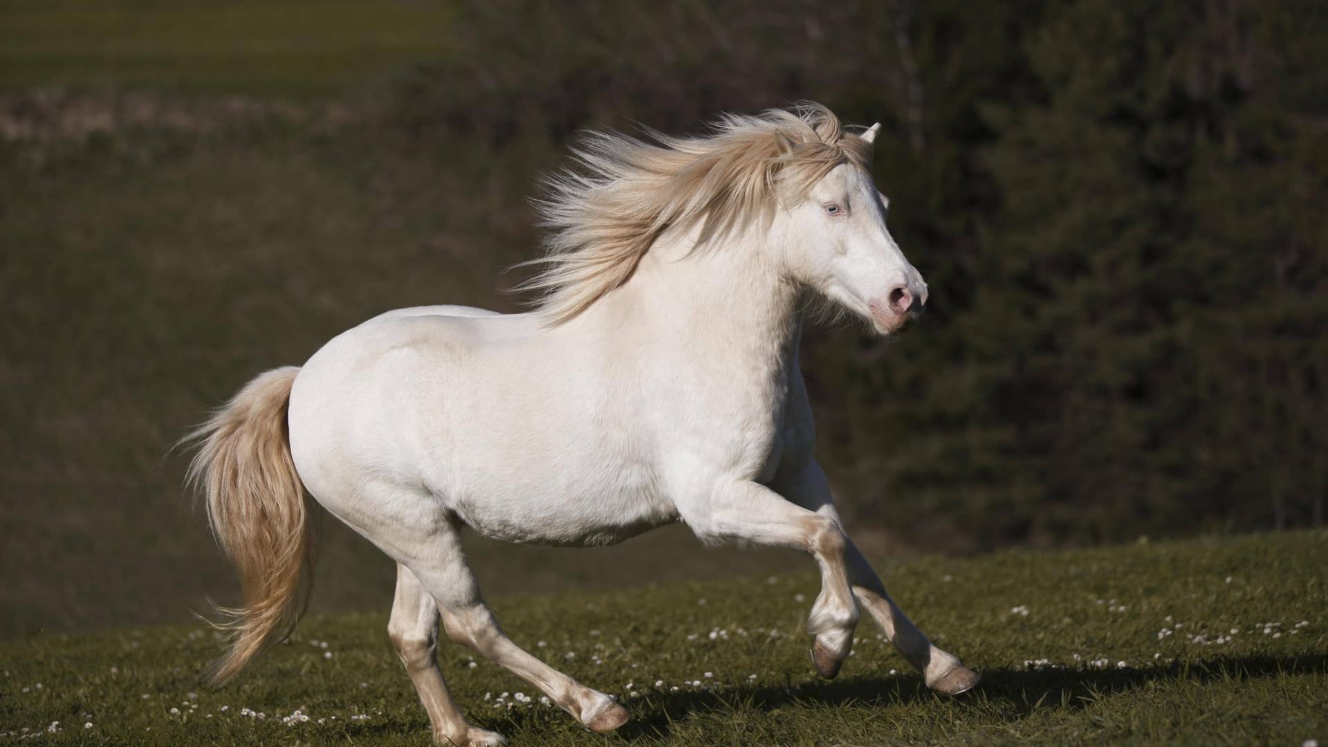 Ein Pony rennt (Symbolbild): Dutzende Züge verspäteten sich – S-Bahnen fielen teilweise aus. Ein Pony rennt (Symbolbild): Dutzende Züge verspäteten sich – S-Bahnen fielen teilweise aus.