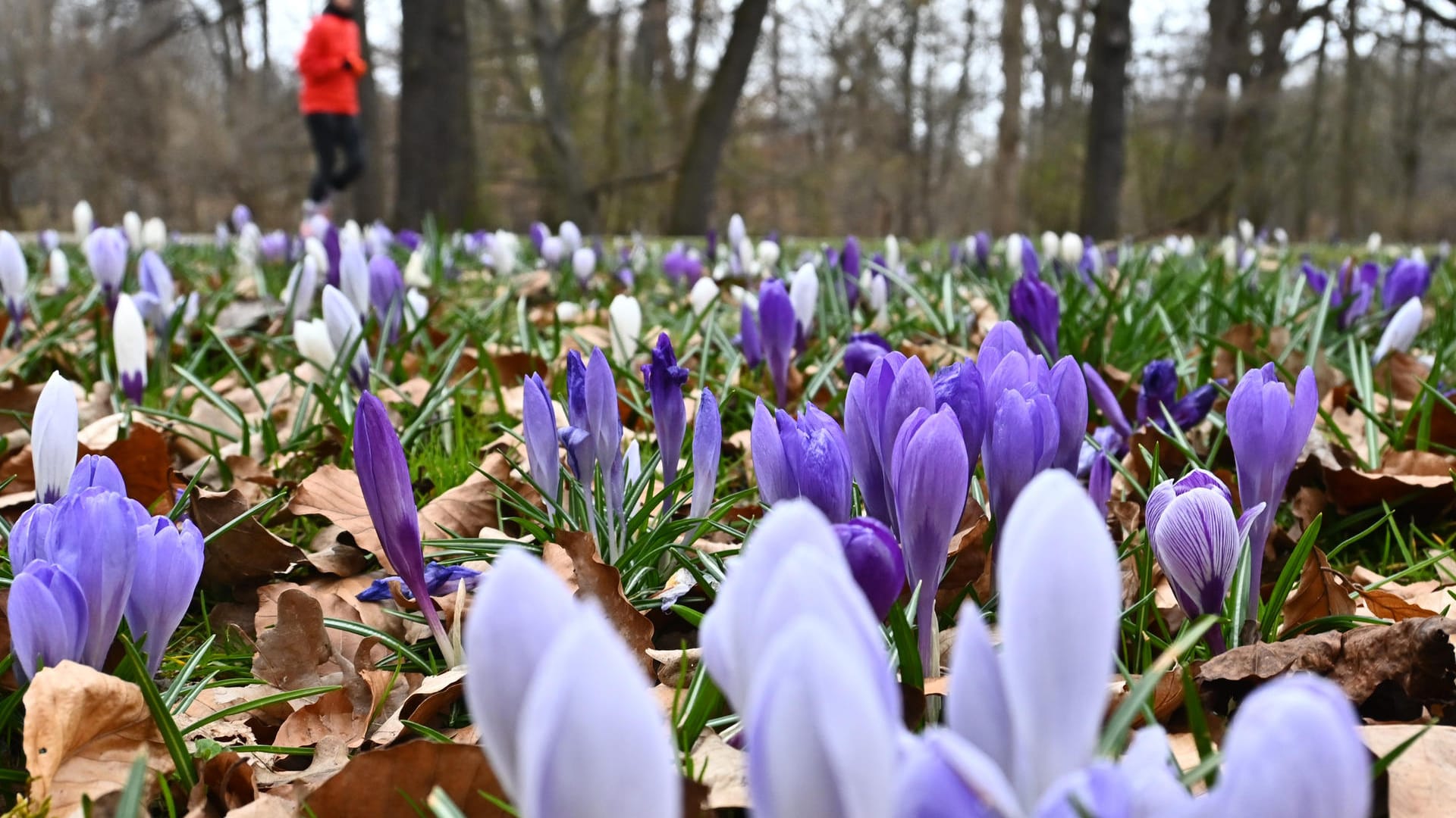 Auch im Münchner Luitpoldpark blühen die Krokusse.