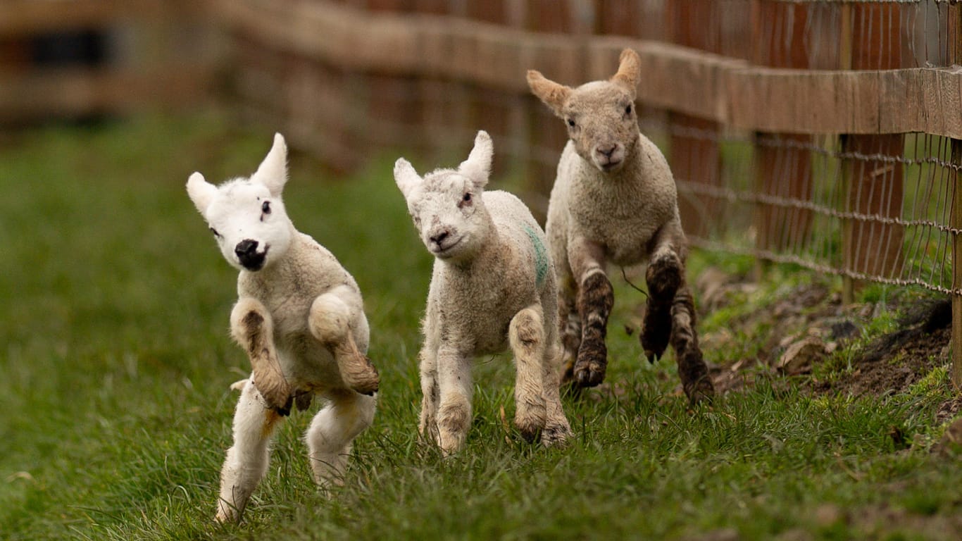 Großbritannien, Moreton Morrell: Drei neugeborene Lämmer laufen über eine Wiese.