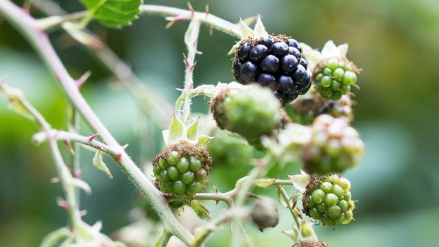 Leckere Brombeeren: Besonders gut gedeiht Strauchbeerenobst in einem aufgelockerten Boden.