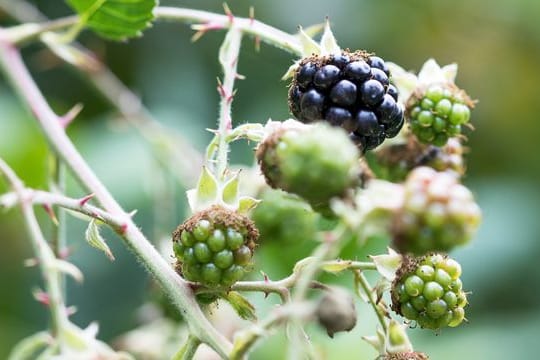 Leckere Brombeeren: Besonders gut gedeiht Strauchbeerenobst in einem aufgelockerten Boden.