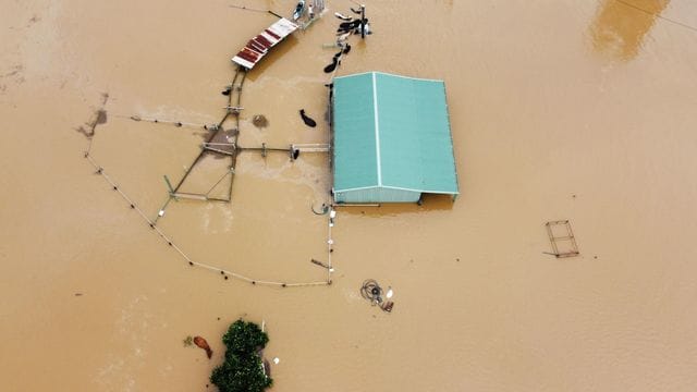 Blick auf eine überschwemmte Farm in Wingham, von der nur noch Umrisse erkennbar sind und im Wasser stehende Tiere. Blick auf eine überschwemmte Farm in Wingham, von der nur noch Umrisse erkennbar sind und im Wasser stehende Tiere.