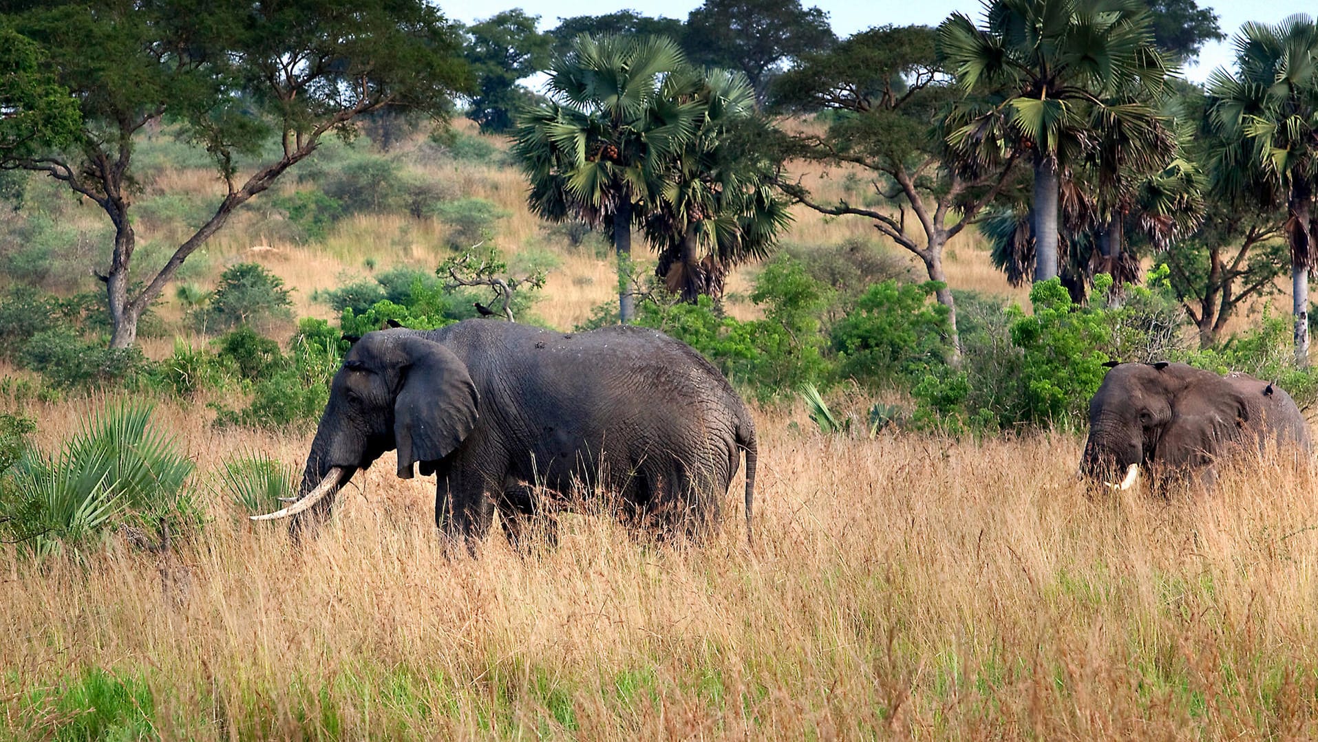 Afrikanischer Waldelefant: Er ist das größte gegenwärtig lebende Landsäugetier.