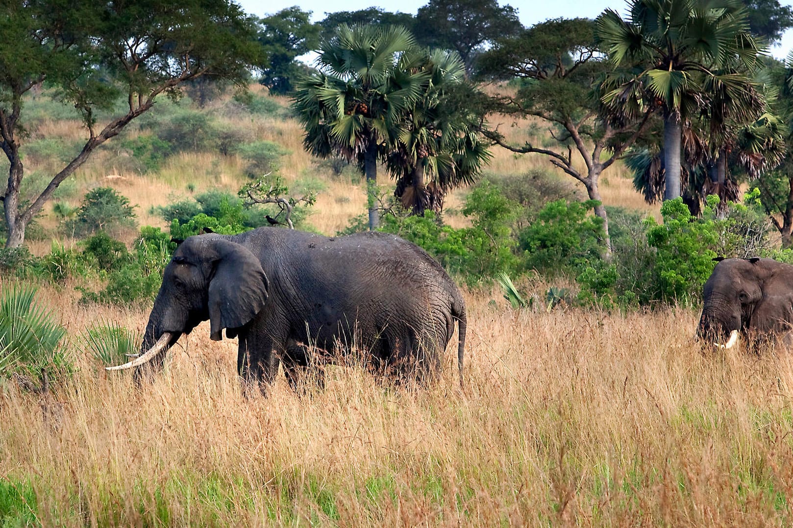 Afrikanischer Waldelefant: Er ist das größte gegenwärtig lebende Landsäugetier.