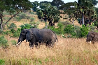 Afrikanischer Waldelefant: Er ist das größte gegenwärtig lebende Landsäugetier.