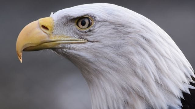 Ein Weißkopfseeadler (Haliaeetus leucocephalus) im Tierpark Berlin.