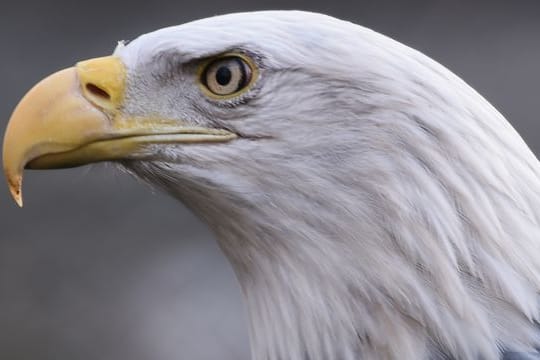 Ein Weißkopfseeadler (Haliaeetus leucocephalus) im Tierpark Berlin.