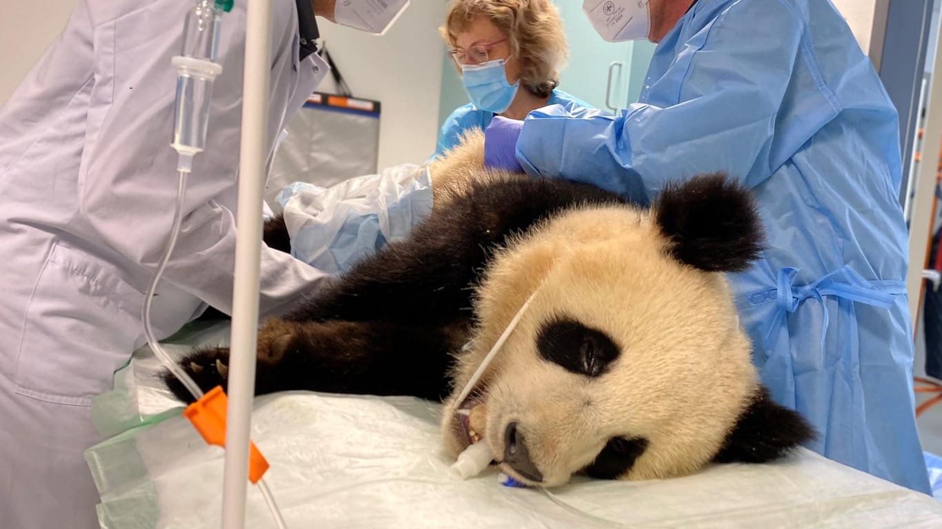 Ärzte untersuchen Zoo-Panda Pit in der Berliner Charité. Der Bär hatte vor kurzem Krampfanfälle.