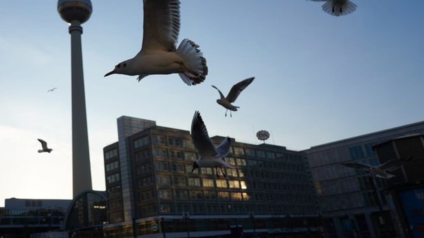 Möwen fliegen bei wolkenlosem Himmel tief über den Alexanderplatz