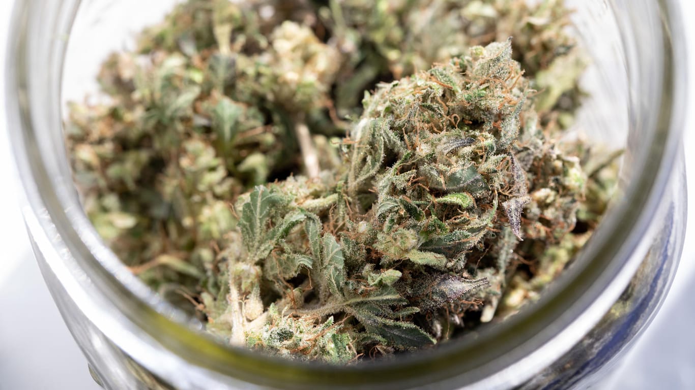 Cannabis: Nach jahrelangem Streit könnte die Legalisierung von Marihuana im US-Bundesstaat New York kurz bevorstehen.