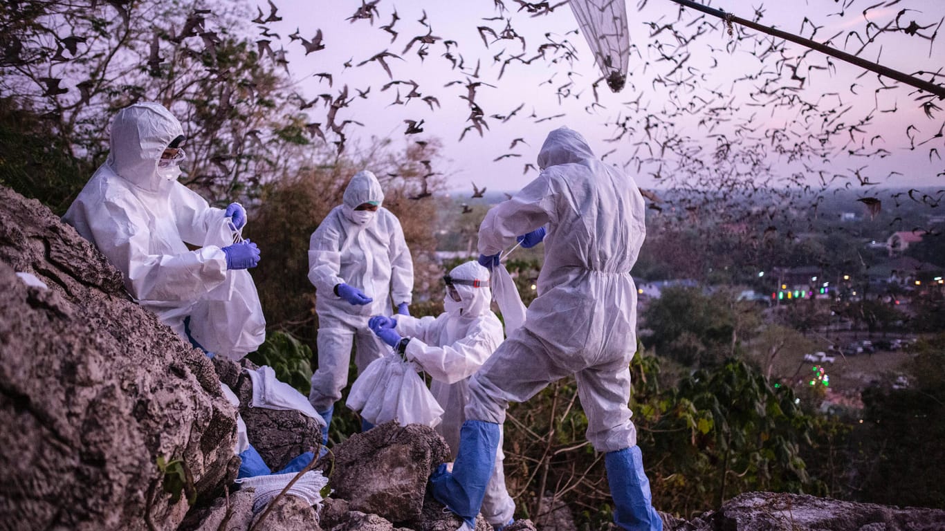 Fledermaus: Die WHO geht von einer Übertragung des neuartigen Coronavirus auf den Menschen durch ein Zwischenwirt-Tier aus.