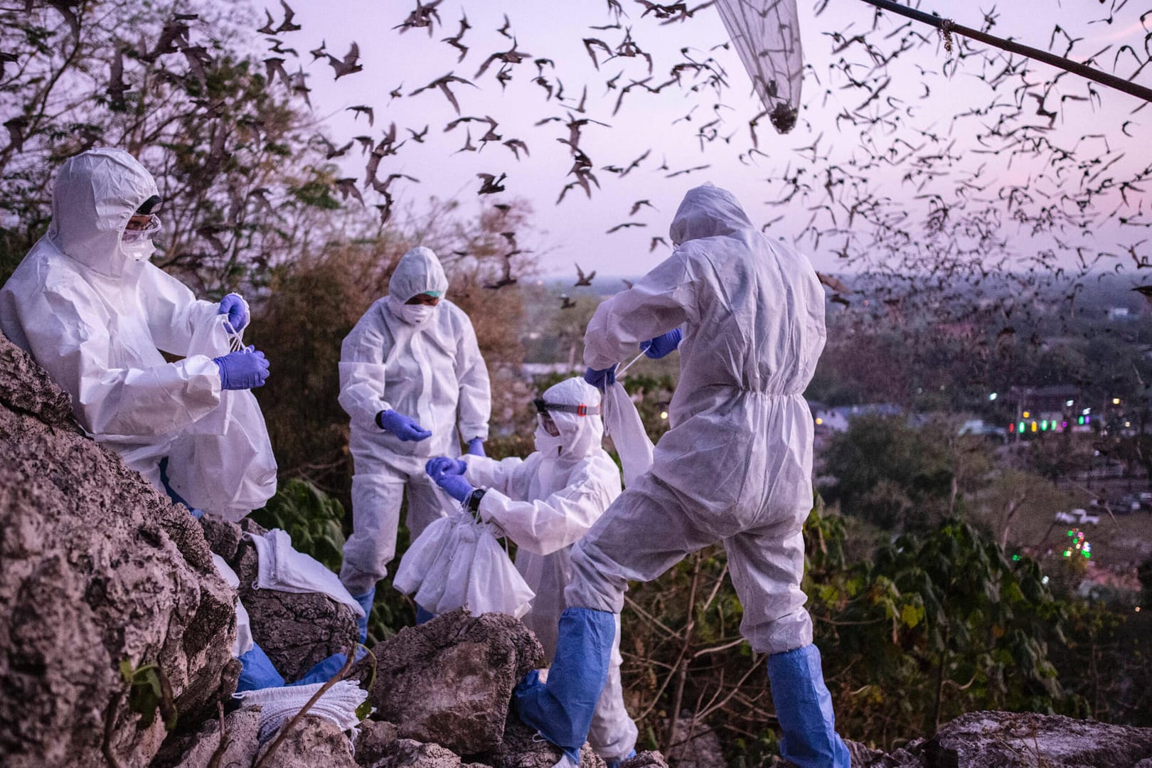 Fledermaus: Die WHO geht von einer Übertragung des neuartigen Coronavirus auf den Menschen durch ein Zwischenwirt-Tier aus.