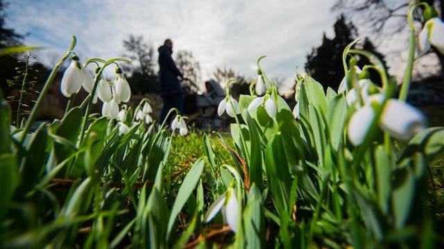 Schneeglöckchen blühen im Vorfrühling.