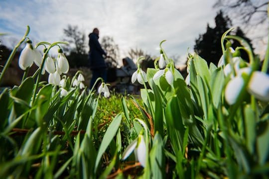 Schneeglöckchen blühen im Vorfrühling.