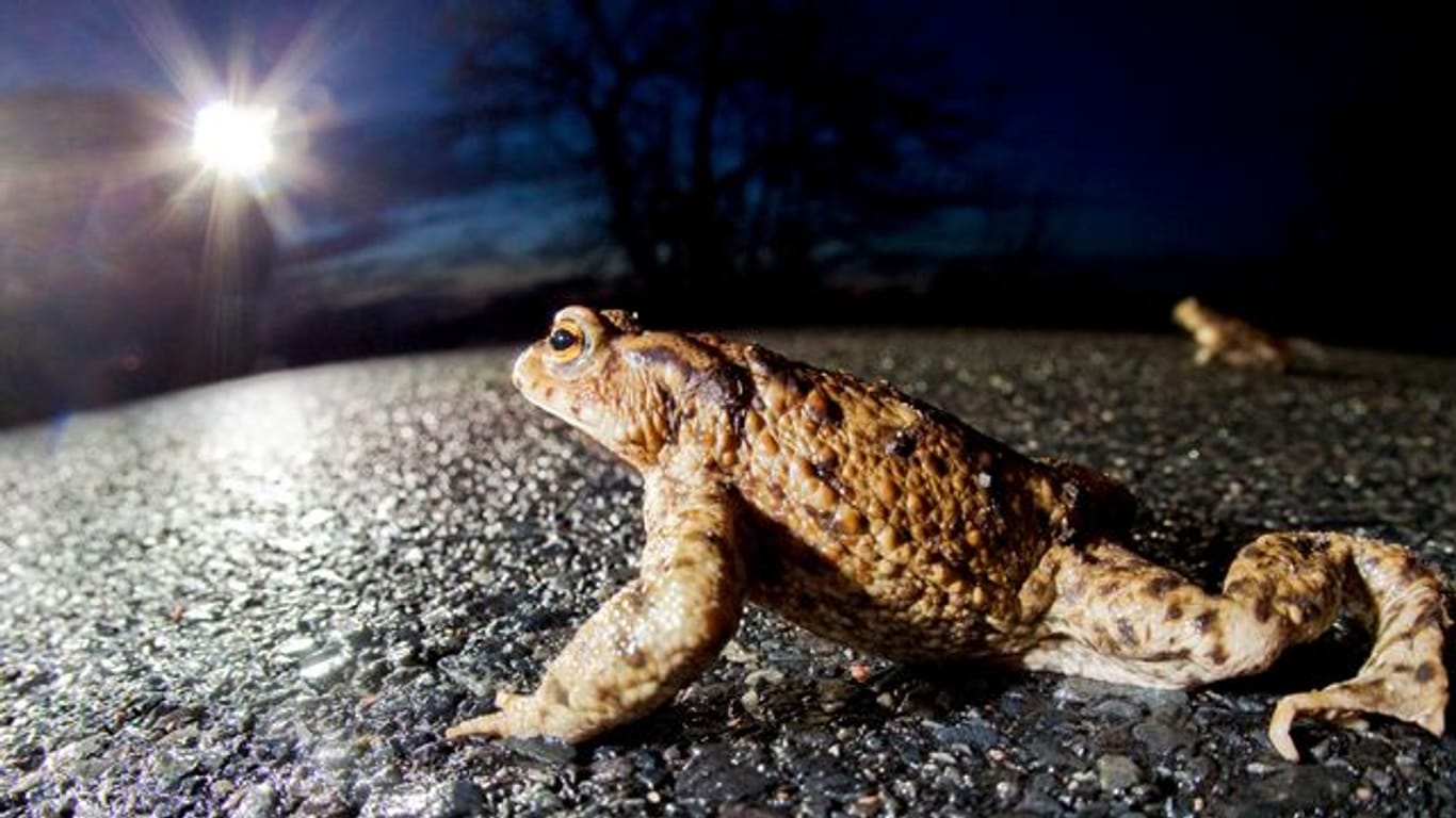 Die Wanderung der Kröten ist gefährlich, denn oft müssen sie Straßen überqueren.
