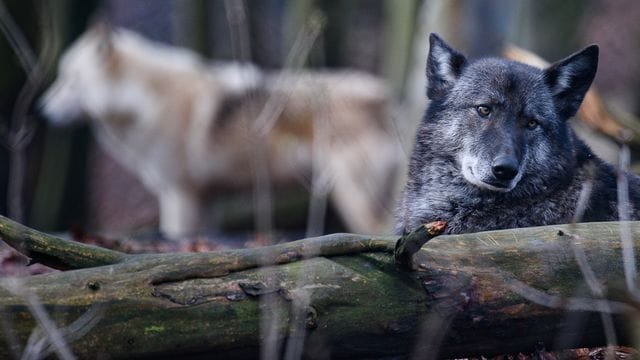 Die beiden Wolfshybriden Ronja (r. Die beiden Wolfshybriden Ronja (r.