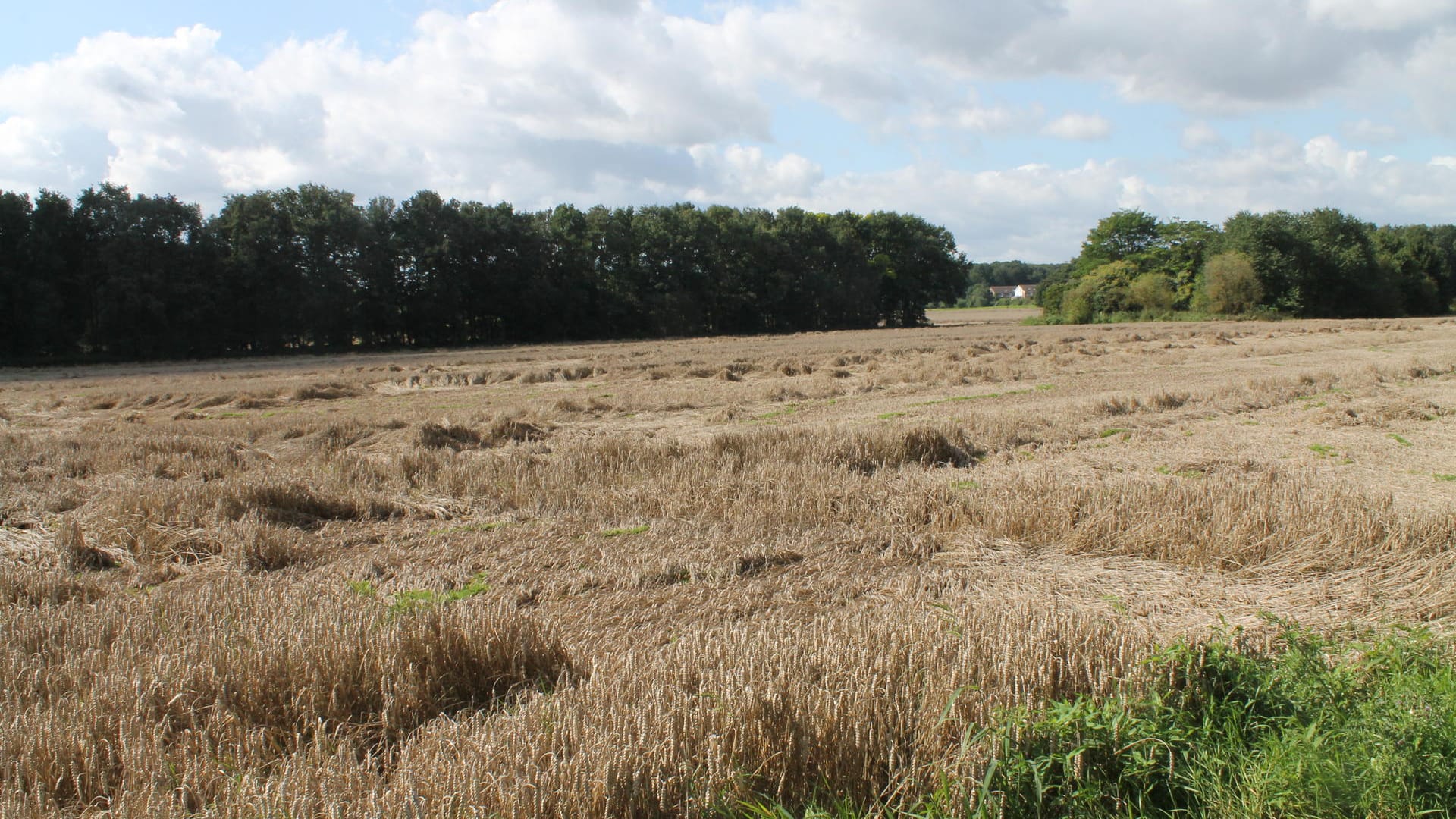 Das Areal im Kölner Norden (Archivbild): In Chorweiler entsteht der Stadtteil Kreuzfeld, wo unter anderem 3.000 Wohnungen gebaut werden sollen. Das Areal im Kölner Norden (Archivbild): In Chorweiler entsteht der Stadtteil Kreuzfeld, wo unter anderem 3.000 Wohnungen gebaut werden sollen.