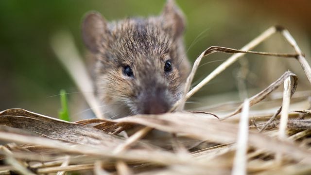 Eine Feldmaus auf einem Acker (Symbolbild): Kam ein solches Tier ins Gemüse oder eine Hausmaus?