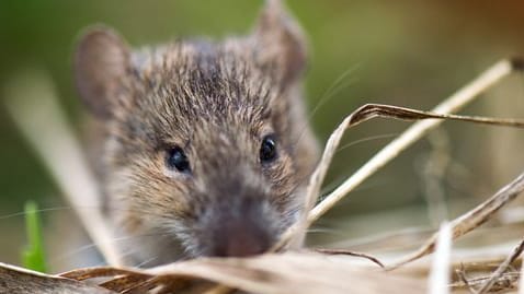 Eine Feldmaus auf einem Acker (Symbolbild): Kam ein solches Tier ins Gemüse oder eine Hausmaus?