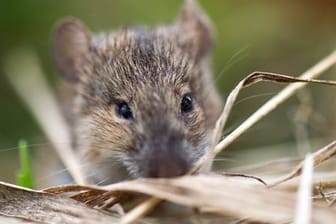 Feldmaus