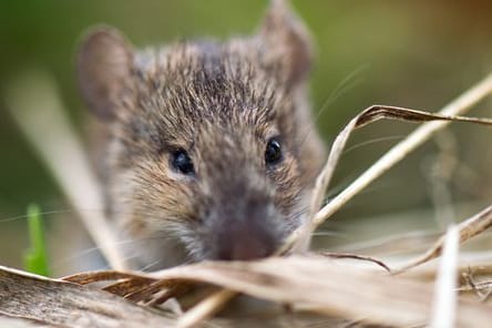 Eine Feldmaus auf einem Acker (Symbolbild): Kam ein solches Tier ins Gemüse oder eine Hausmaus?