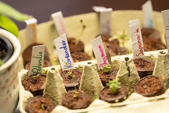 Wer Kräuter zunächst vorzieht, kann sich später die kräftigsten und schönsten Pflanzen für den Mini-Garten aussuchen.