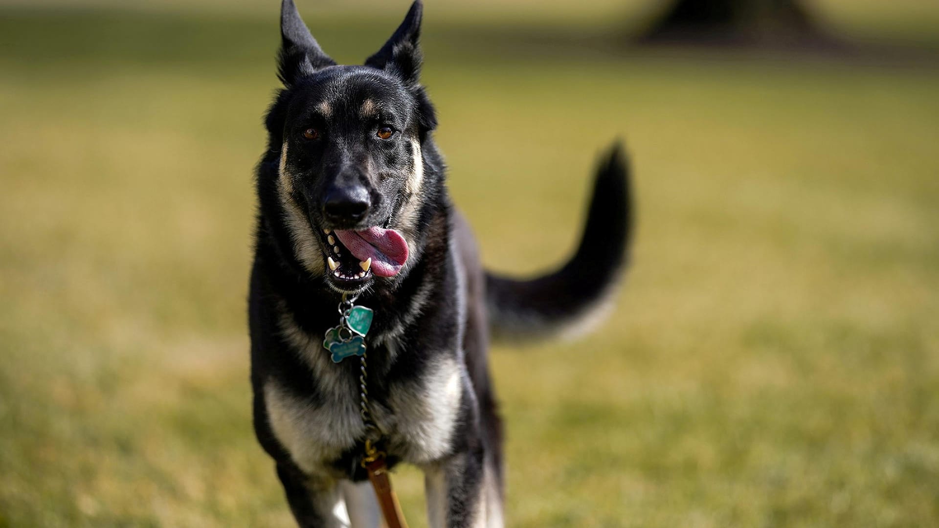 Schon jetzt berühmt: "Major", der Hund des Präsidenten, ist das erste Tier aus dem Tierheim, das ins Weiße Haus gezogen ist.