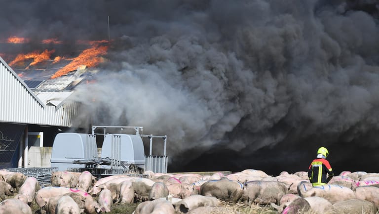 Großbrand in Schweinezuchtbetrieb: Tausende Tiere sind auf der Anlage getötet worden.
