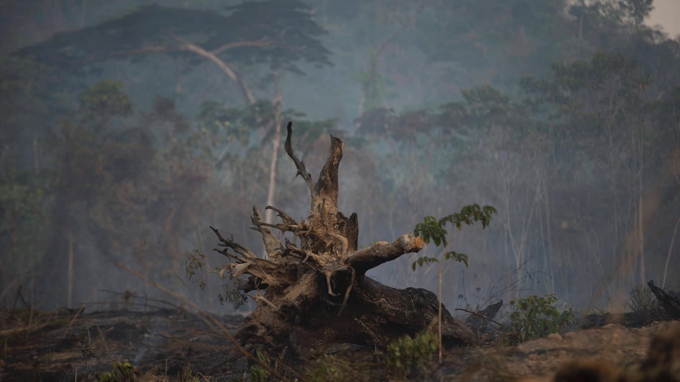 Nach dem Feuer im Amazonas-Regenwald: Durch Dürre brachen im vergangenen Sommer immer wieder Buschbrände in dem Gebiet aus.