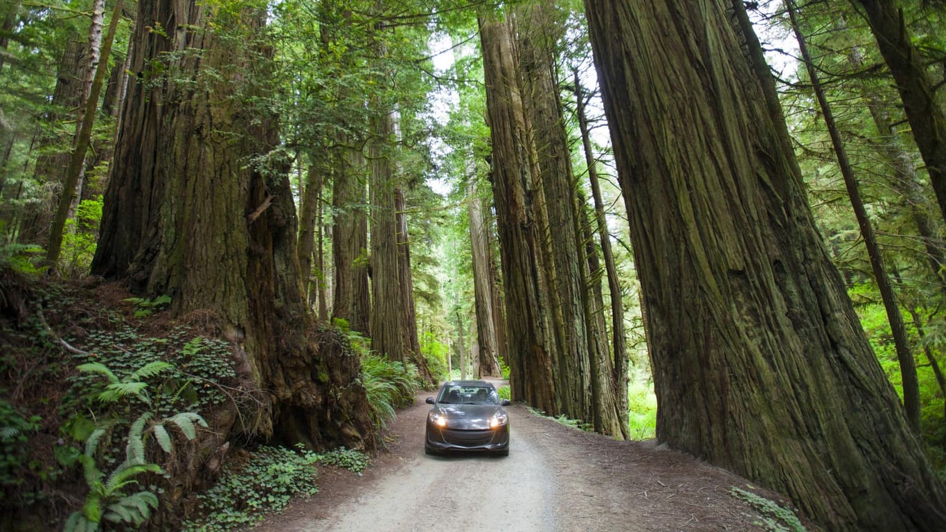 Ein Wagen fährt durch einen Wald mit kalifornischen Mammutbäumen: Auch Experten können sich das Unglück nicht erklären (Symbolbild).