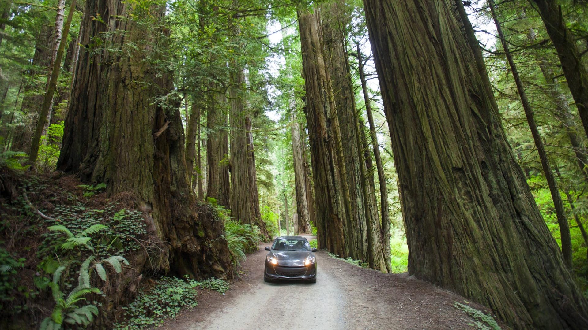 Ein Wagen fährt durch einen Wald mit kalifornischen Mammutbäumen: Auch Experten können sich das Unglück nicht erklären (Symbolbild). Ein Wagen fährt durch einen Wald mit kalifornischen Mammutbäumen: Auch Experten können sich das Unglück nicht erklären (Symbolbild).