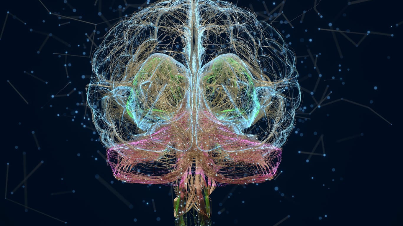 Illustration eines Gehirns