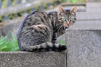 Katze: Es besteht eine Meldepflicht für Haustiere, die an dem Coronavirus erkranken (Symbolbild).