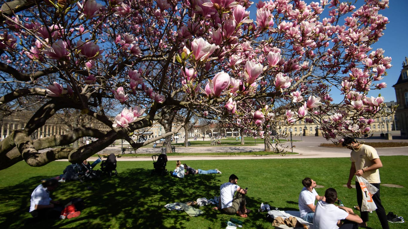Frühlingswetter in Stuttgart Sommerwetter in Stuttgart. Die Magnolien blühen und die Menschen sitzen draußen oder treibe