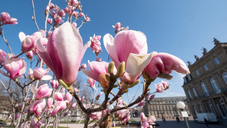 Auf dem Stuttgarter Schlossplatz blühen die Magnolien.
