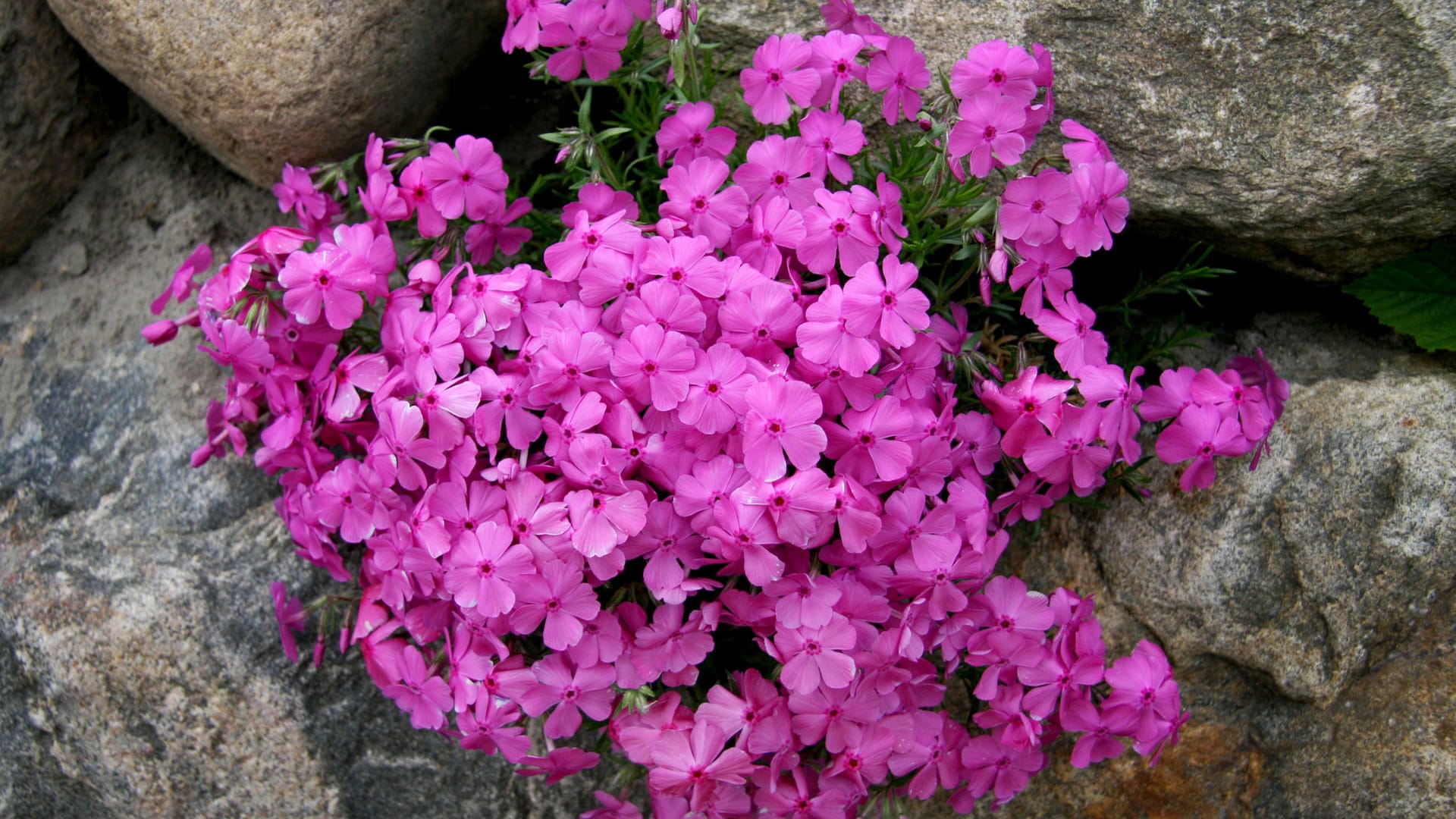 Stauden: Knalliges Pink und würziger Duft: Der Phlox entfaltet seine ganze Wirkung an lauen Sommerabenden.