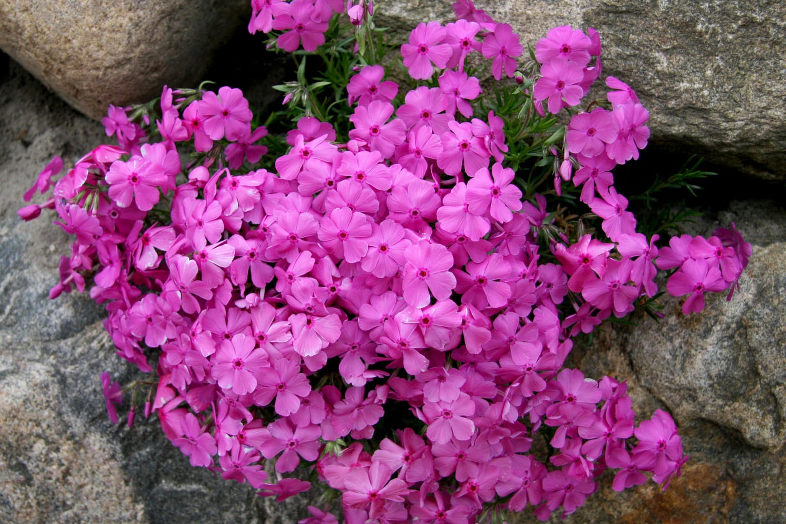 Stauden: Knalliges Pink und würziger Duft: Der Phlox entfaltet seine ganze Wirkung an lauen Sommerabenden.