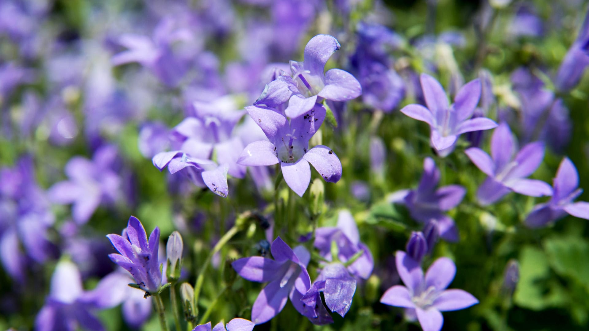 Stauden: Glockenblumen gedeihen auch halbschattigen Plätzen gut.