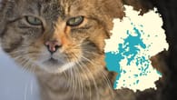 Wildkatzen in Deutschland: Hier leben sie