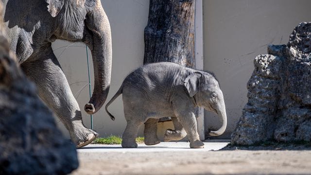 Der fast fünf Monate alte Asiatische Elefantenbulle Otto im Tierpark Hellabrunn. Der fast fünf Monate alte Asiatische Elefantenbulle Otto im Tierpark Hellabrunn.