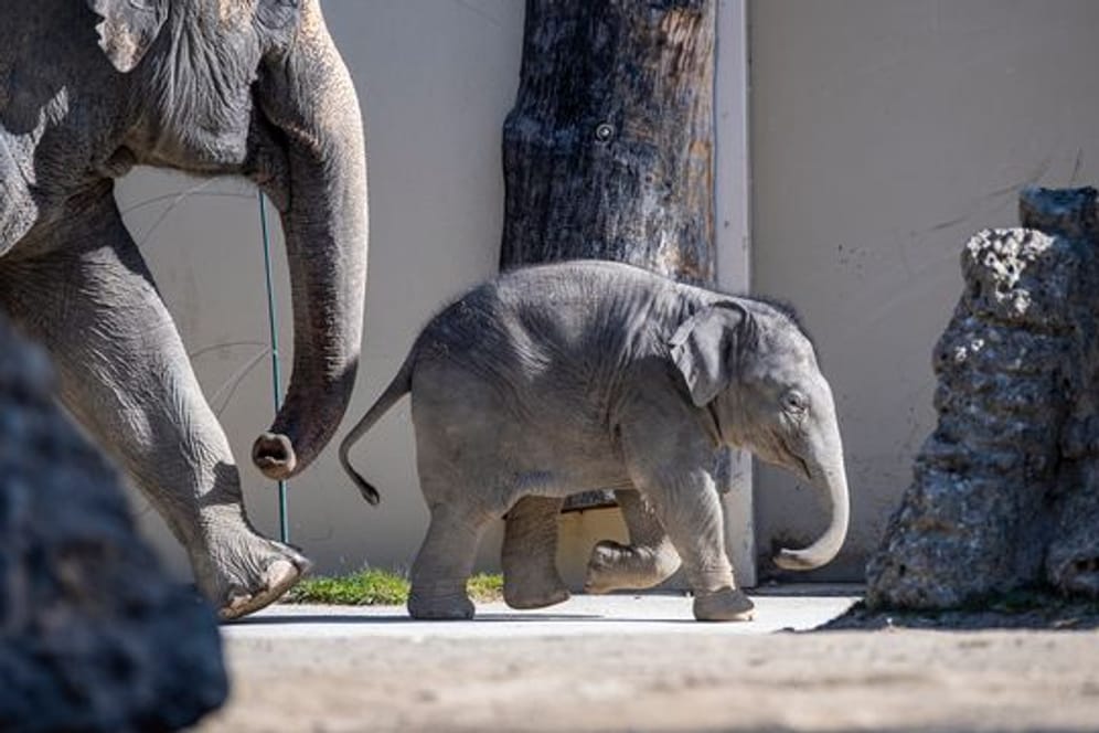 Der fast fünf Monate alte Asiatische Elefantenbulle Otto im Tierpark Hellabrunn.