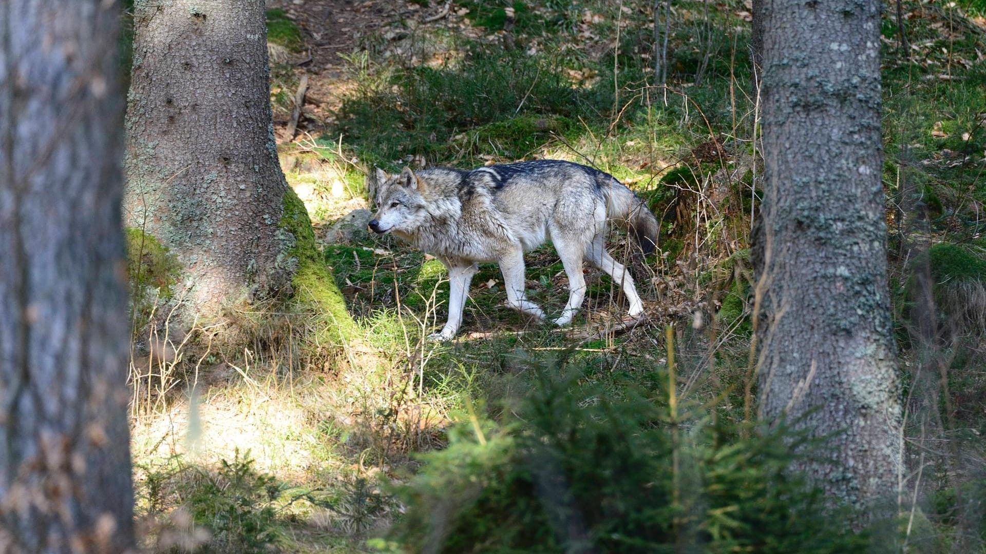 Von Auto erfasst: Auf der A7 wurde ein Wolf von einem Auto tödlich verletzt.