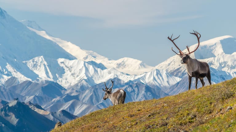 Denali: Nordamerikas höchster Berg liegt in Alaska.
