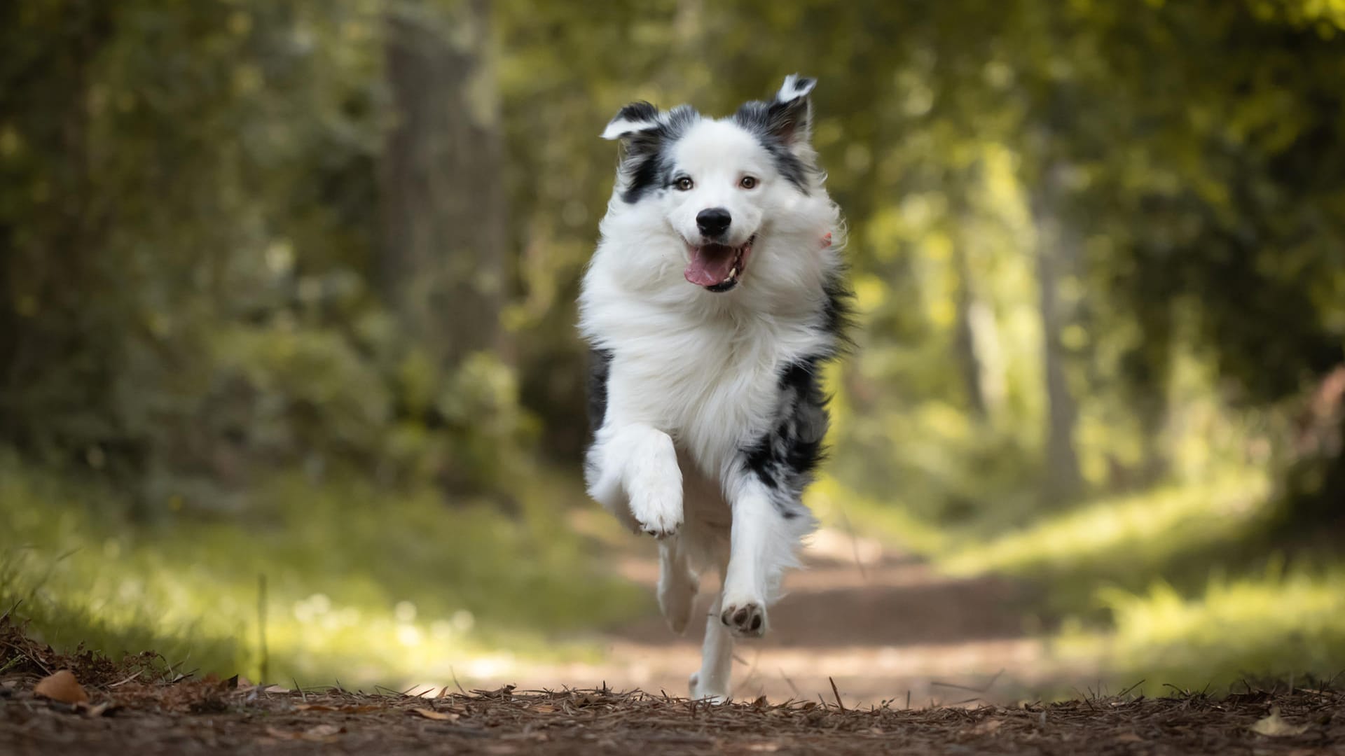 Hund: Beim Waldspaziergang lauern für alle Tiere Gefahren durch herumliegenden Müll.