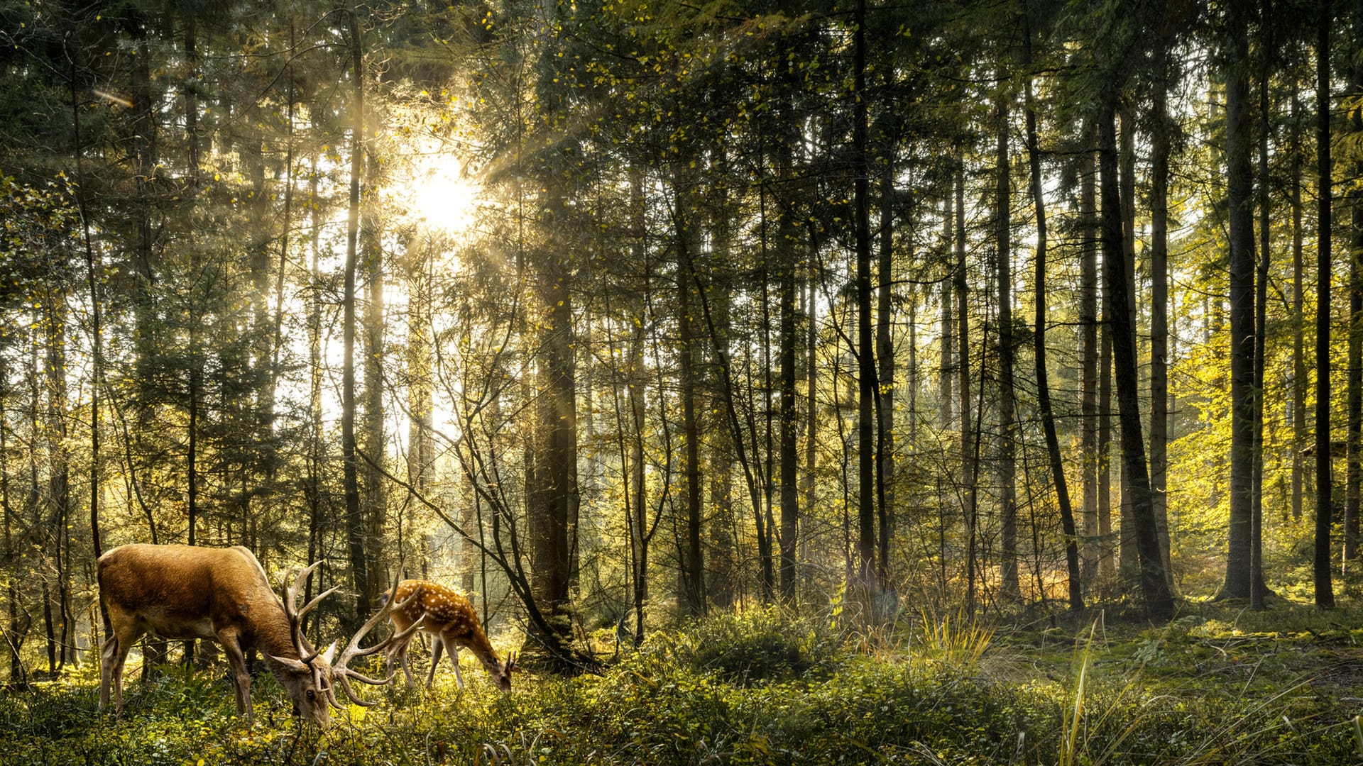 Wald: Beim Waldspaziergang sollten Sie Ihren Müll nicht achtlos entsorgen.