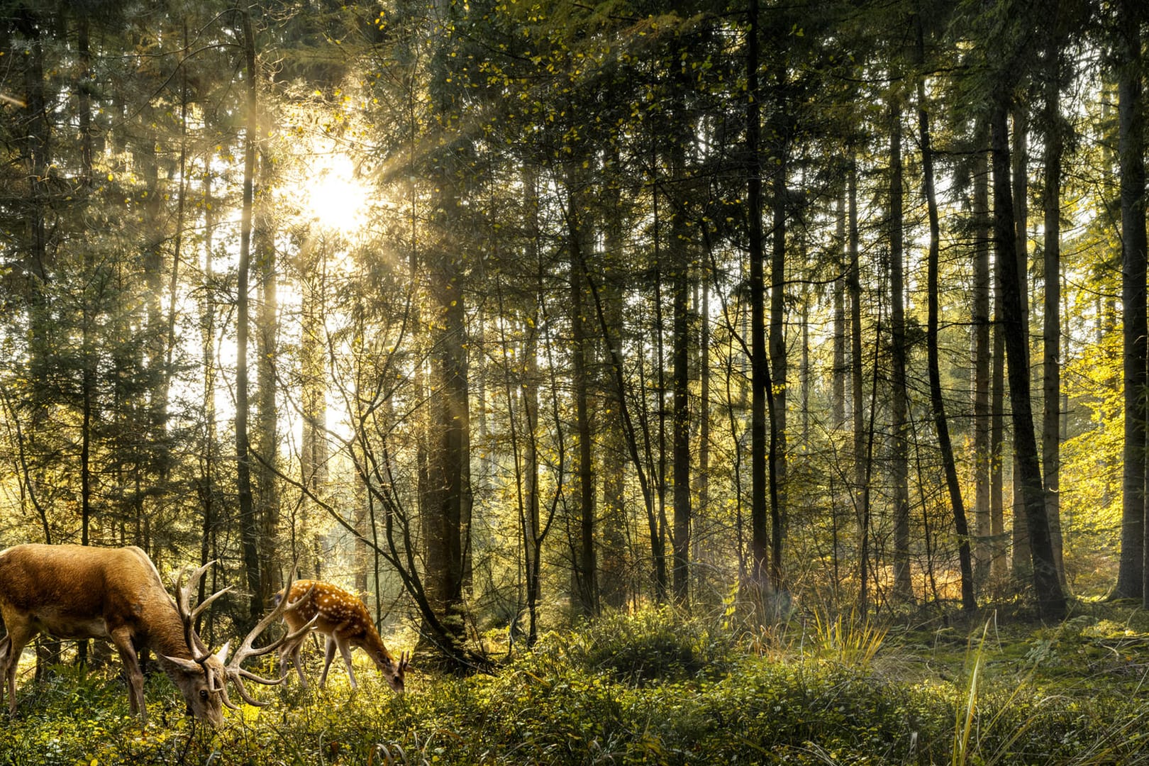 Wald: Beim Waldspaziergang sollten Sie Ihren Müll nicht achtlos entsorgen.